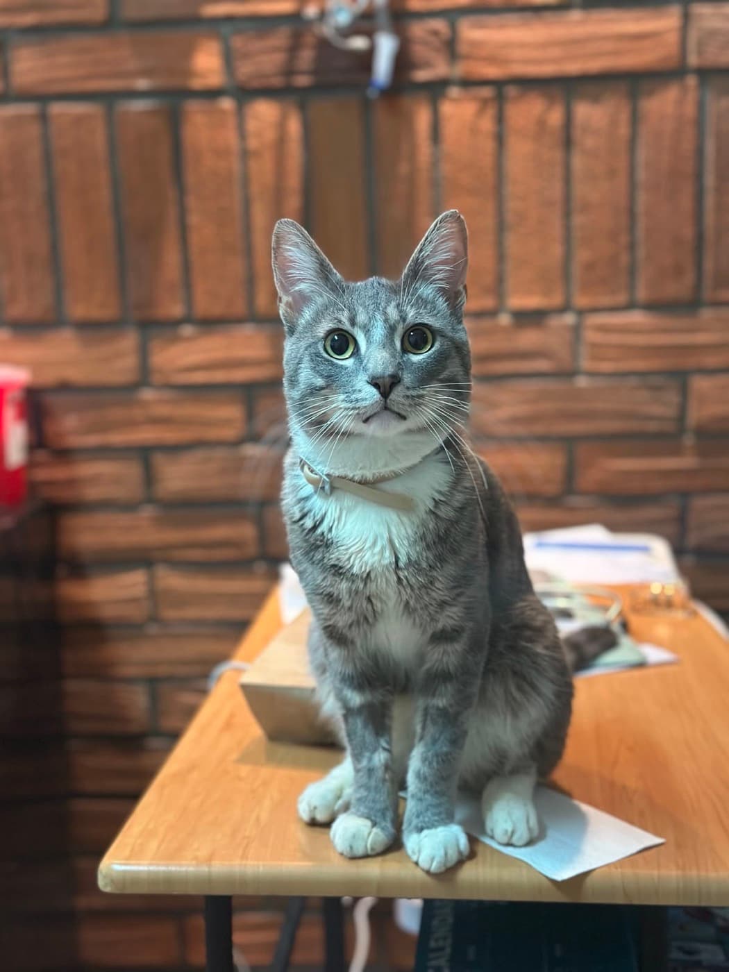 Paciente felino de Cats & Care